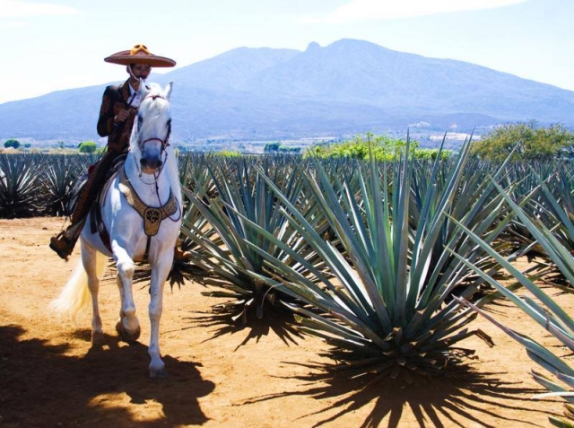 Haciendo rutas a caballo